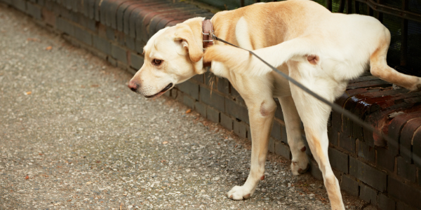 Female dog store peeing a lot